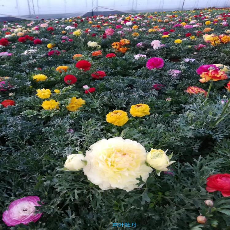 芹叶牡丹价格   批发基地