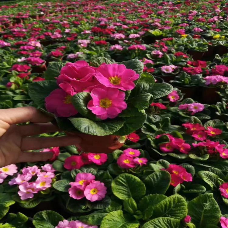 报春批发  青州天一花卉 报春种植基地
