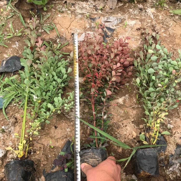 青州优质红叶小檗  红叶小檗基地 红叶小檗批发价格