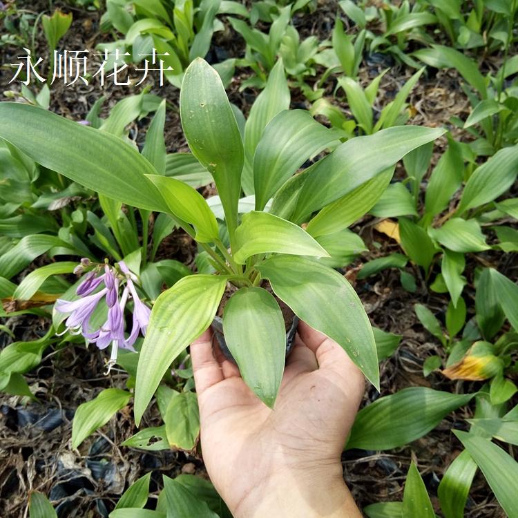 玉簪 紫花玉簪价格 基地大量供应各种玉簪