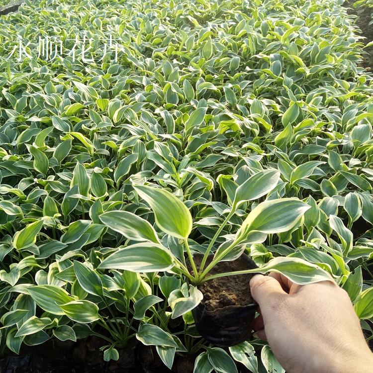 玉簪 金边玉簪价格 耐寒白花玉簪成活率高