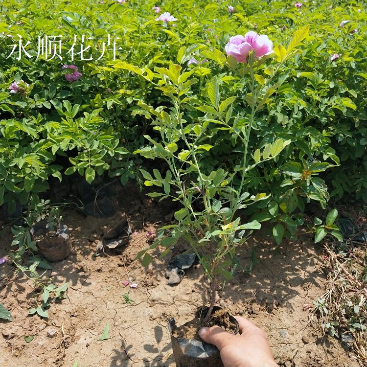 大量供应玫瑰 绿化用四季玫瑰价格 中天玫瑰基地直销