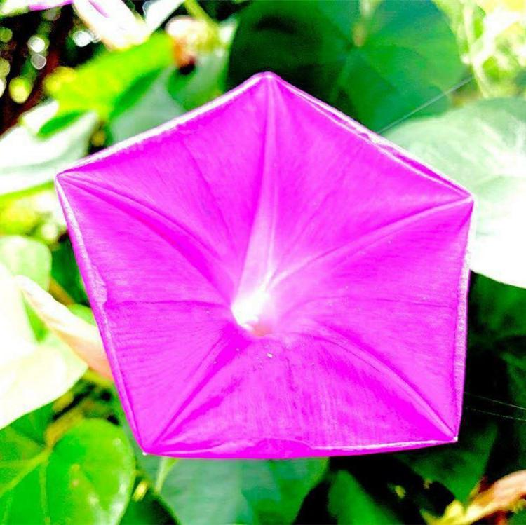 牵牛花种子 牵牛花报价   优质牵牛花花籽 牵牛花厂家 牵牛花批发