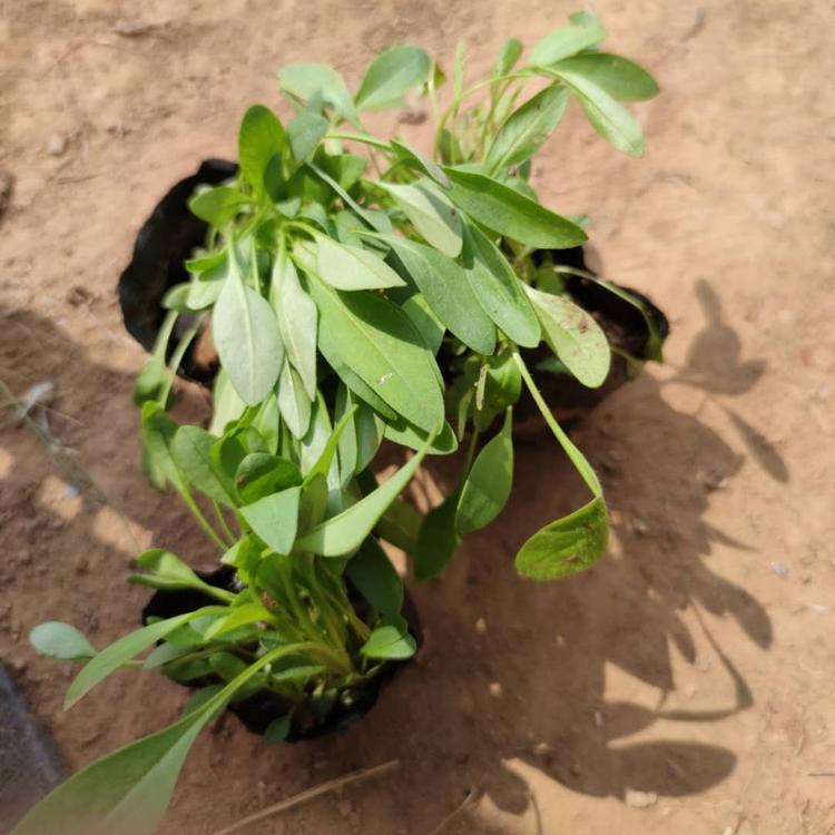 工程用苗 金鸡菊