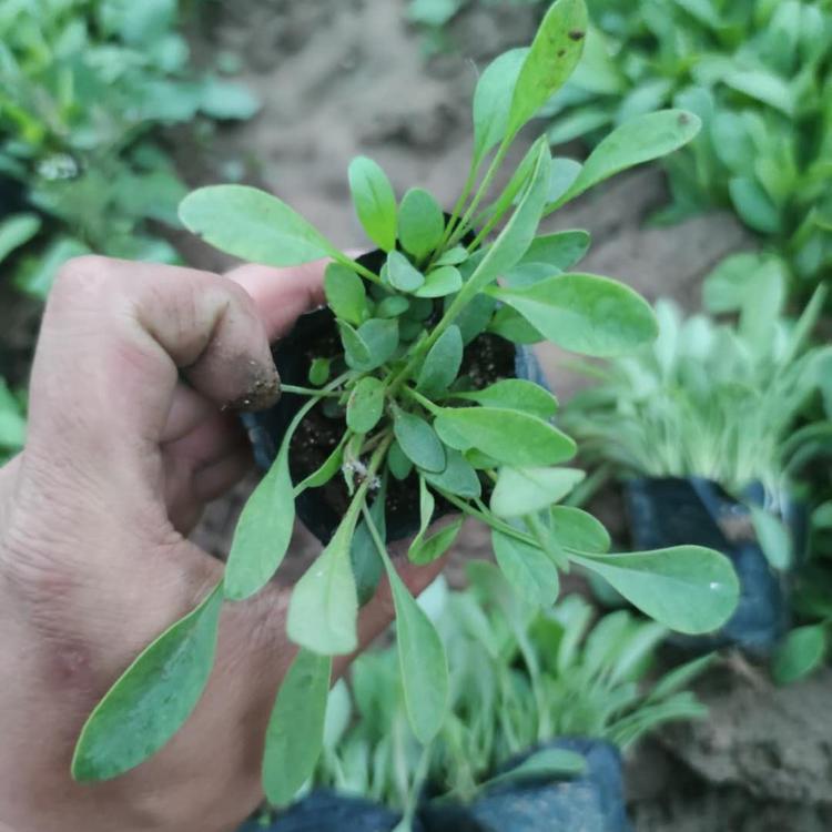 批发 工程用苗 金鸡菊