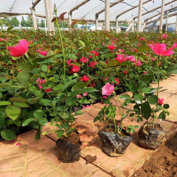 丰花月季基地  丰花月季价格  青州专供  价格低质量好