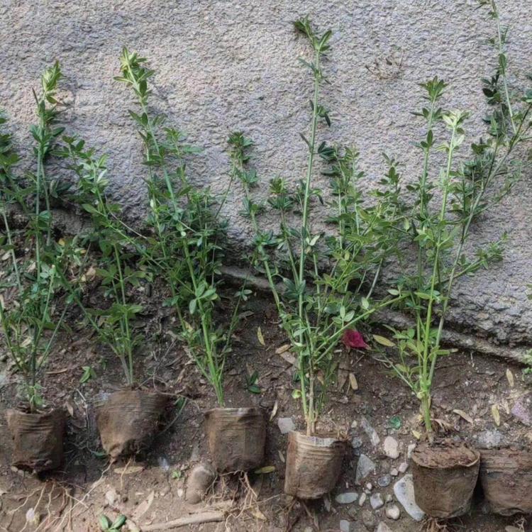 迎春批发价格  青州梅花供应基地 成活率高 欢迎致电