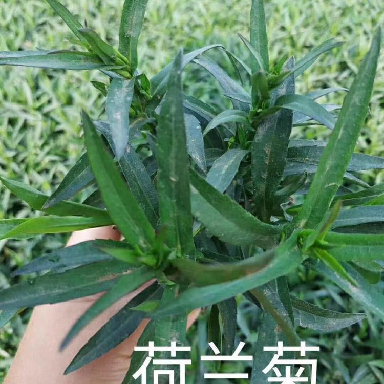 多年生宿根苗荷兰菊直销 荷兰菊培育基地  花海专用