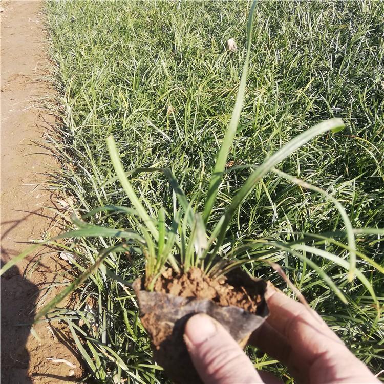 沿阶草小苗 沿阶草价格