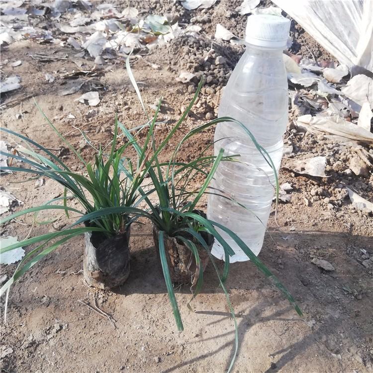 沿阶草基地出货 沿阶草批发价格