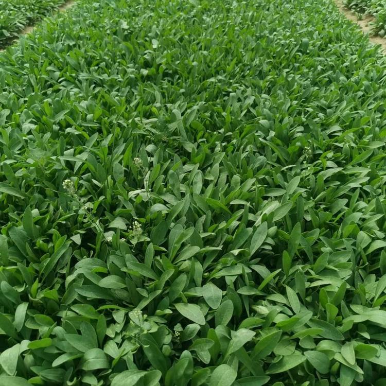 出售金鸡菊优质金鸡菊大花金鸡菊价格