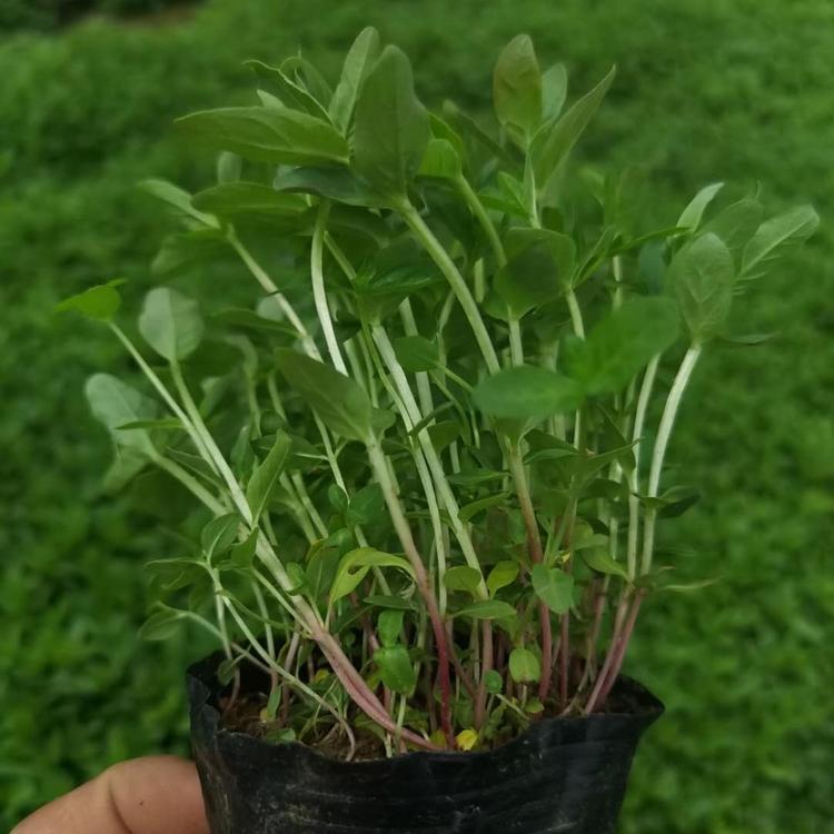 出售千屈菜千屈菜供应千屈菜价格千屈菜报价