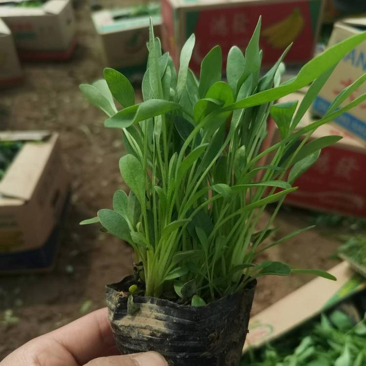 优质金鸡菊金鸡菊价格金鸡菊报价金鸡菊基地金鸡菊小苗