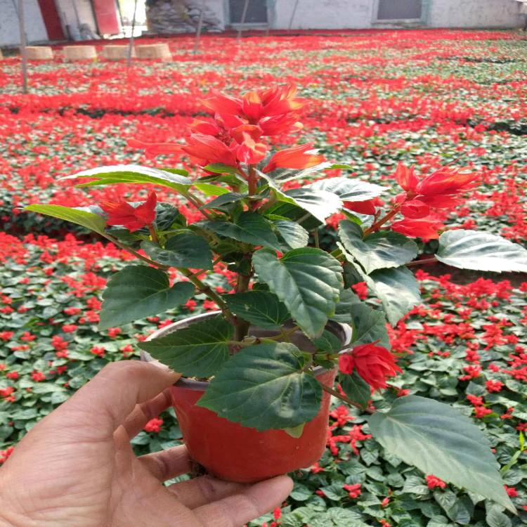 一串红  景观花海  一串红批发