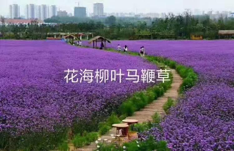 马鞭草花海基地    青州天一马鞭草
