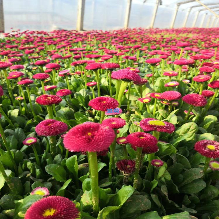 雏菊  天一报价  观赏花种植基地