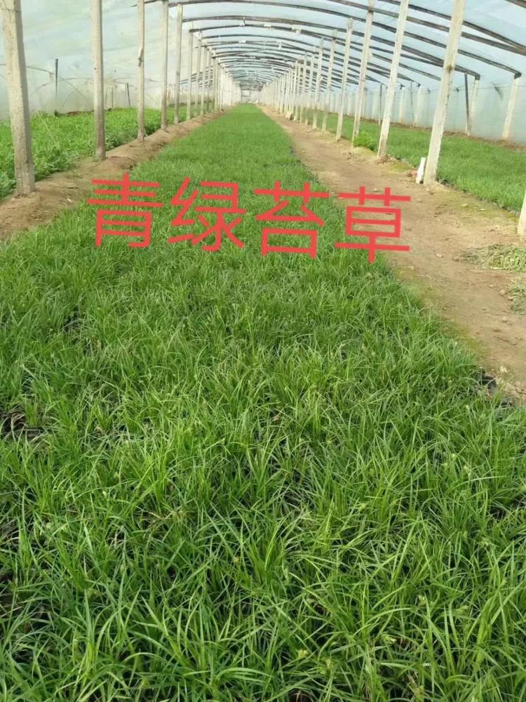 青绿苔草小苗  批发基地 绿化专供