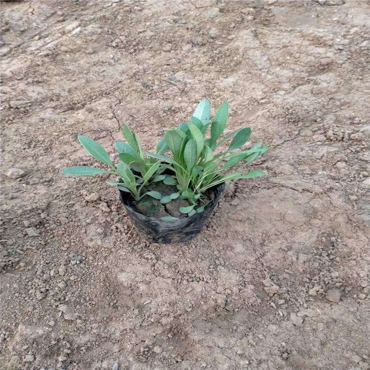金鸡菊苗圃直供 金鸡菊道路绿化工程用苗