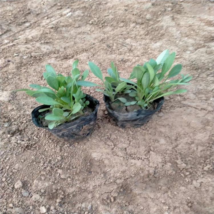 金鸡菊市政绿化用苗 金鸡菊各种花草批发