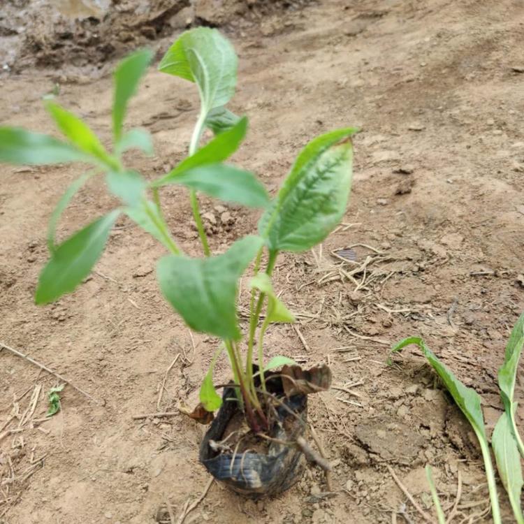 批发 工程用苗  松果菊天人菊 蛇鞭菊 天人菊 荷兰菊 波斯菊