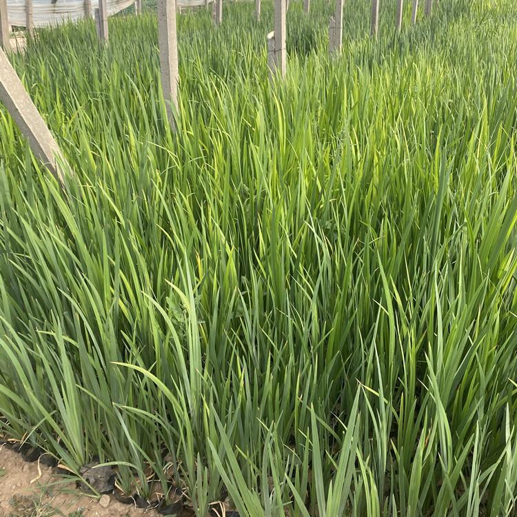 黄菖蒲 黄菖蒲报价  黄菖蒲行情 黄菖蒲种植基地