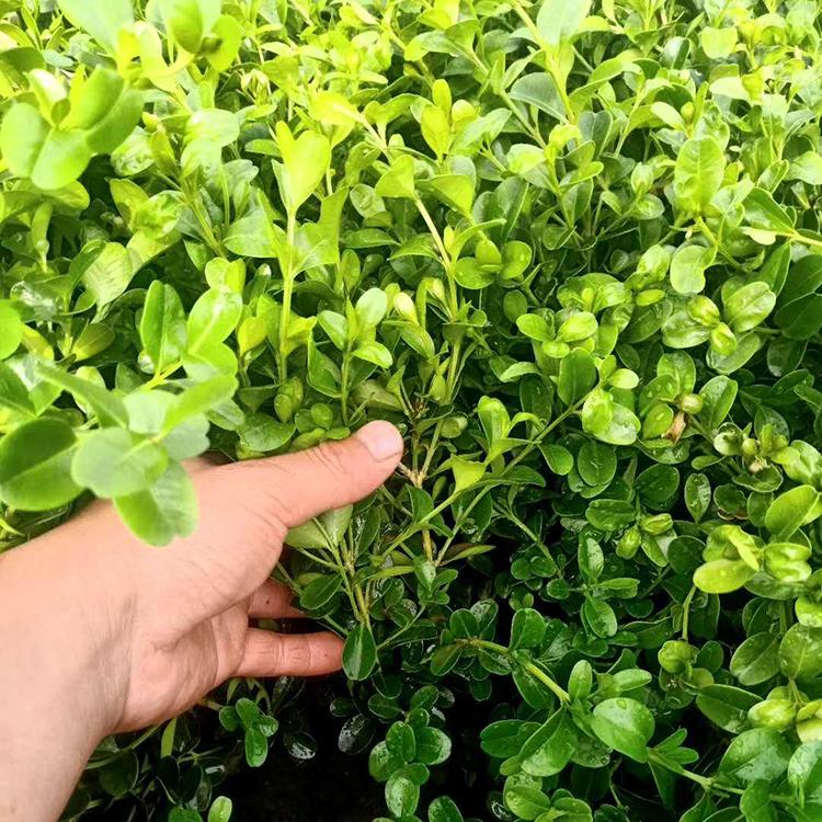 黄杨小苗 大量现货  种植基地供应黄杨绿化苗 保质保量