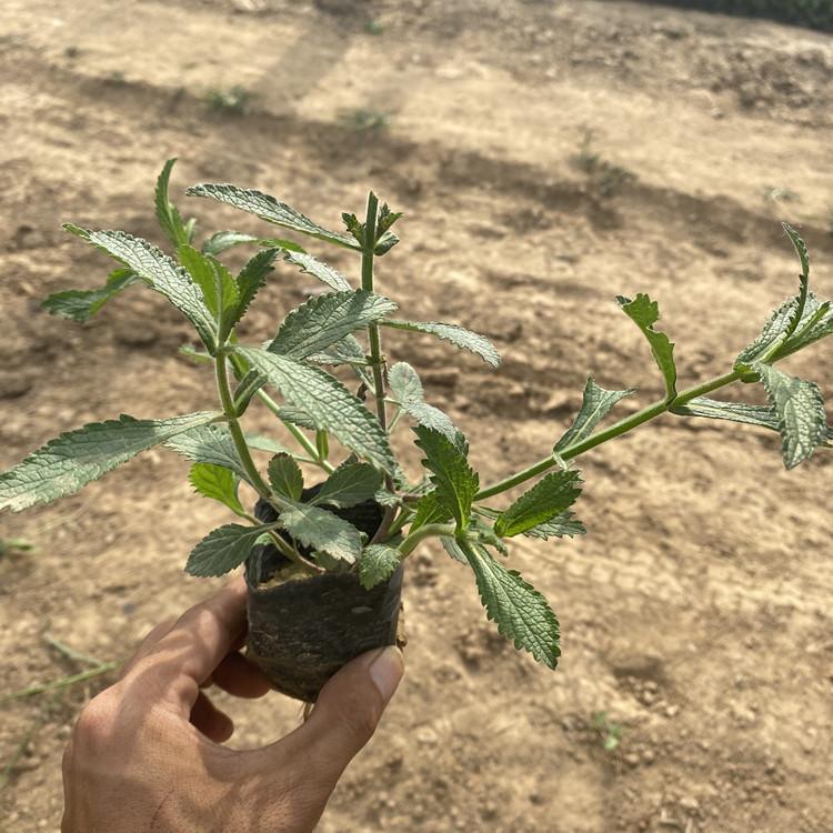 马鞭草 马鞭草的价格 马鞭草的产地  量大价优