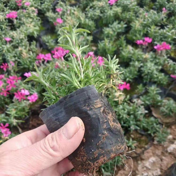 现货供应丛生福禄考 观赏丛生福禄考苗  基地直销