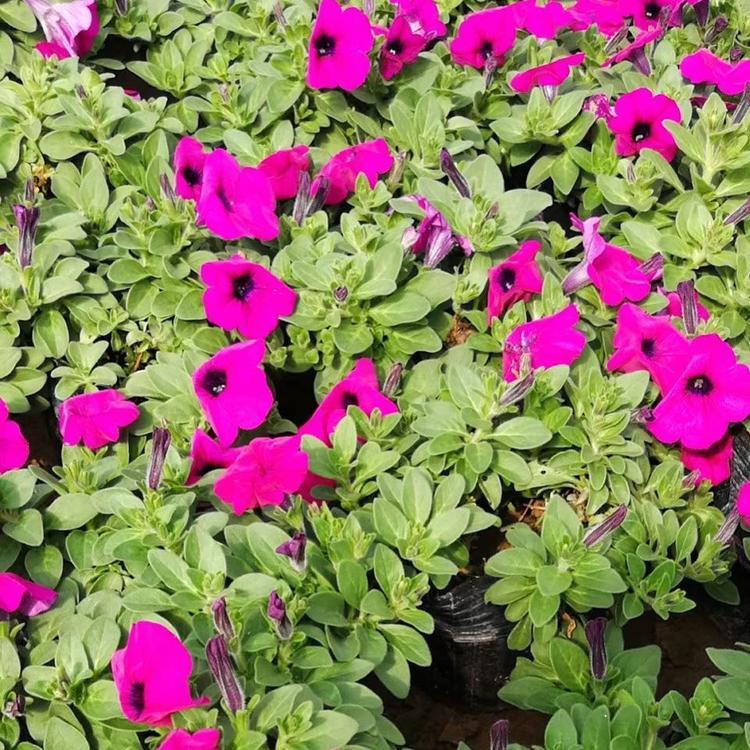 价格实惠 粉牵牛 山东牵牛花种植基地