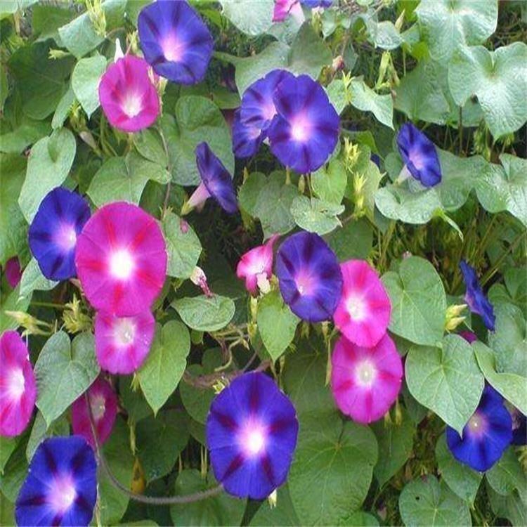 价格实惠 观赏花卉牵牛 山东观赏花卉牵牛基地