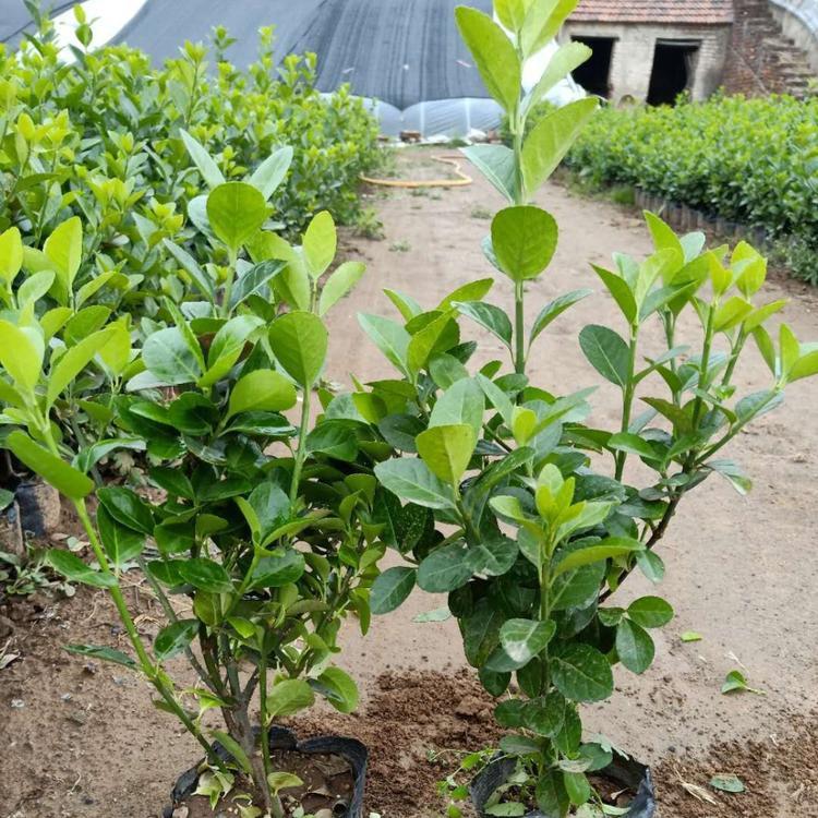 卫矛小苗批发价格 苗圃基地批发 全国可售 绿化工程苗 启诺花卉