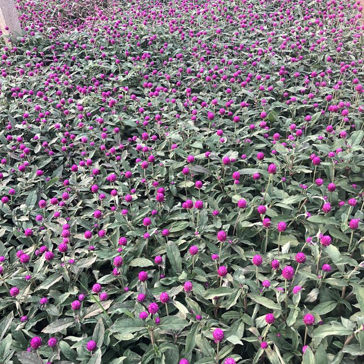 千日草   千日草价格 同丰大量批发千日草