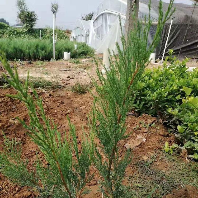 沙地柏种植基地批发价格 公路绿化工程用树 规格齐全 启诺花卉
