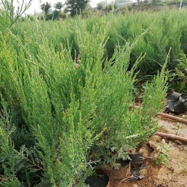 沙地柏苗种植基地批发价格 工程用苗大量供应 青州绿化苗木 启诺花卉