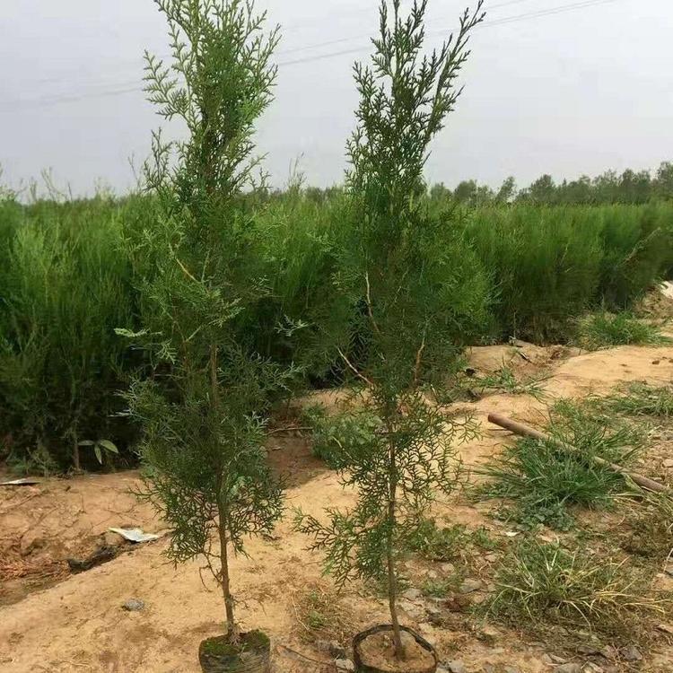 沙地柏苗批发 规格齐全 绿化工程 启诺花卉
