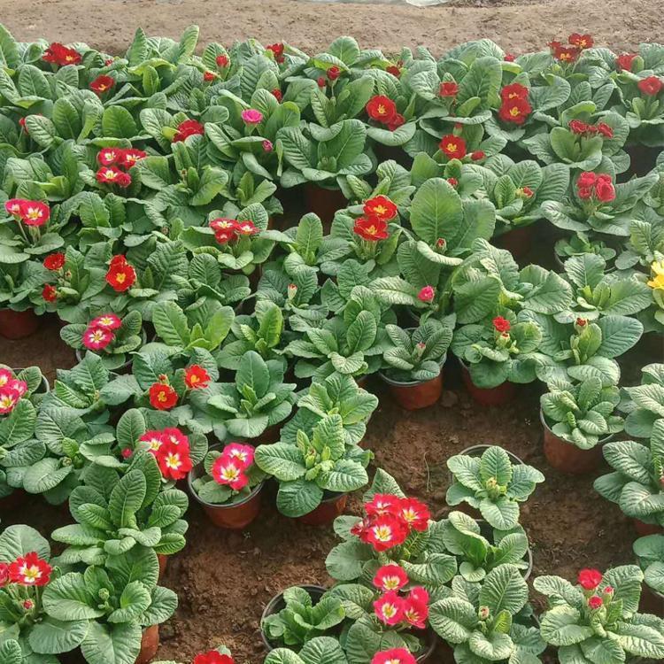 宿根花卉小苗批发价格 量大优惠 宿根花卉小苗