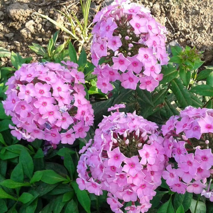 价格从优 宿根花卉苗供应商 青州宿根花卉苗