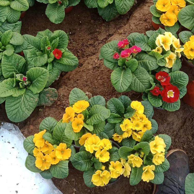 宿根花卉行情 量大优惠 宿根花卉