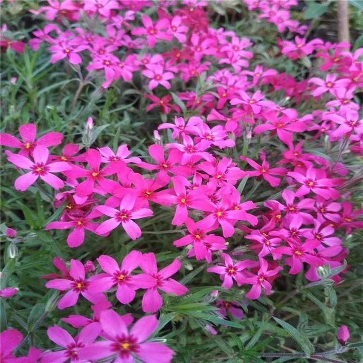 宿根花卉苗批发 青州花卉基地直销 启诺花卉