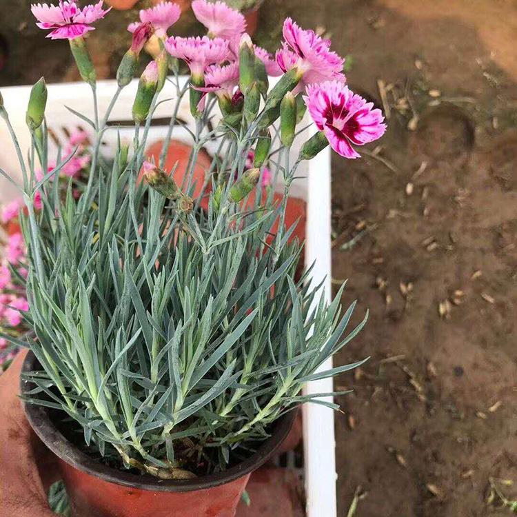 彩虹石竹价格 优良彩虹石竹种植基地 观赏彩虹石竹批发商