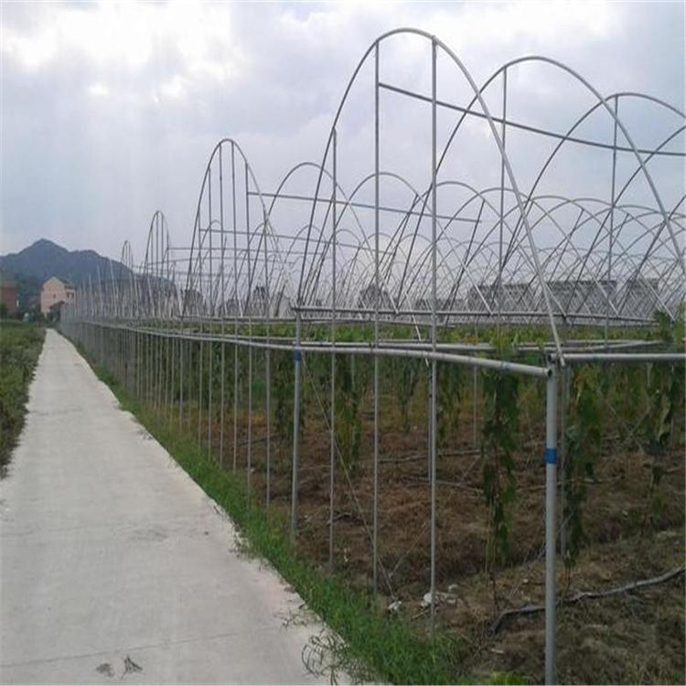 南阳农业大棚 日光大棚 养殖大棚 蔬菜大棚 简易大棚 简易连体大棚连栋温室大棚 连栋温室大棚骨架实力厂家
