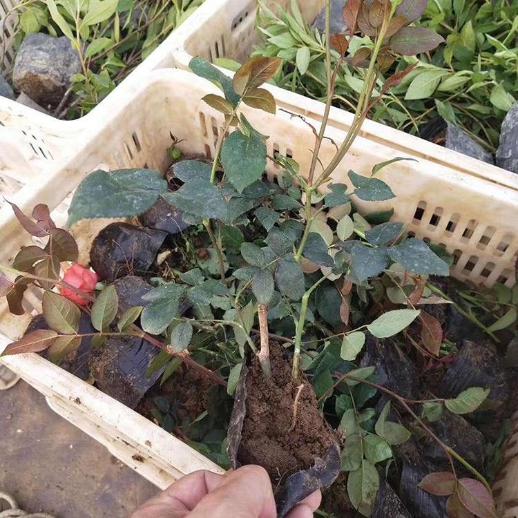 二年老月季 基地直销 二年老月季苗批发 现货