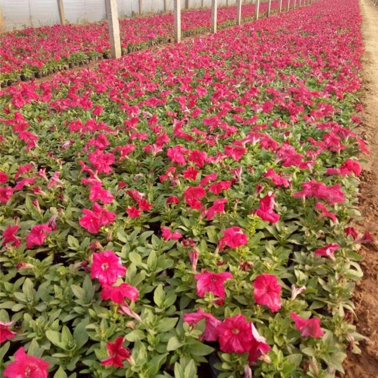 牵牛 牵牛种植基地 山东牵牛花卉 山东草花种植基地 雅尼