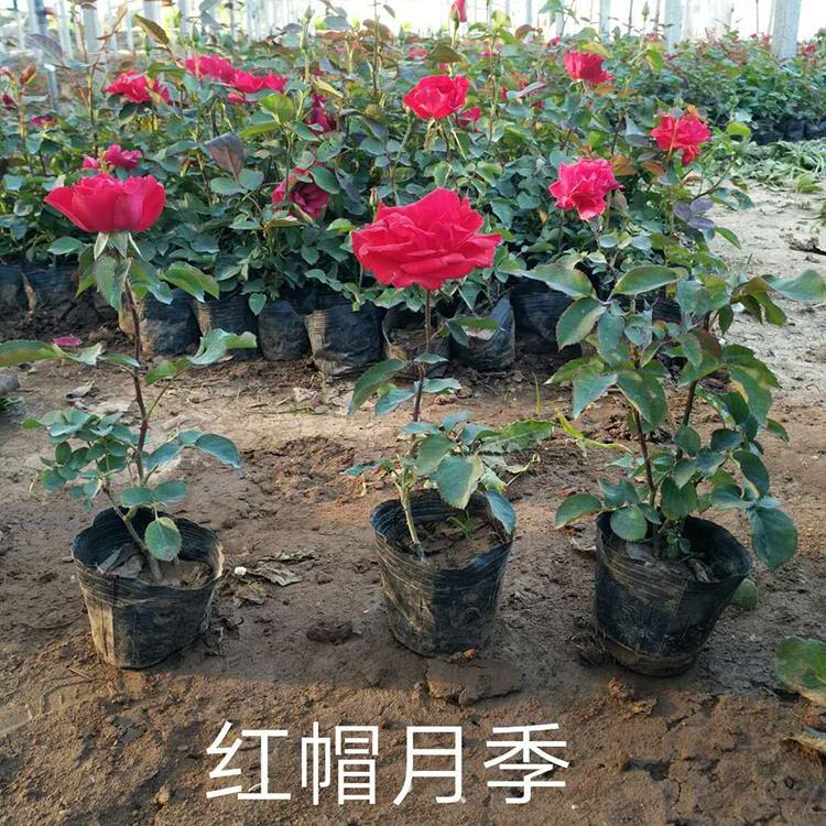 现货供应红帽月季 红帽月季批发 山东红帽月季种植基地