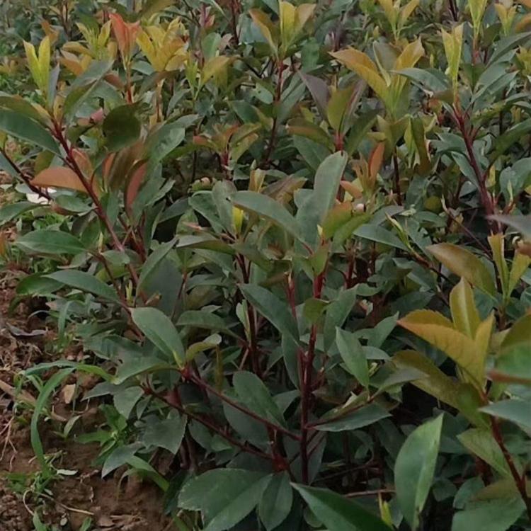 红叶石楠价格 青州红叶石楠种植基地_嘉耀花卉 大量现货
