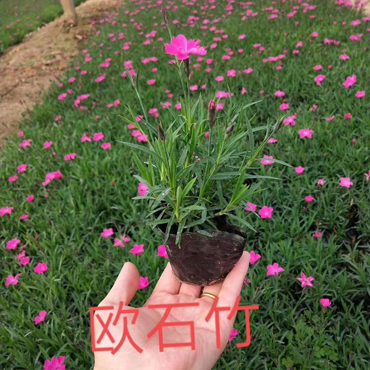 观赏欧石竹 现货出售 欧石竹批发商 山东欧石竹供应商