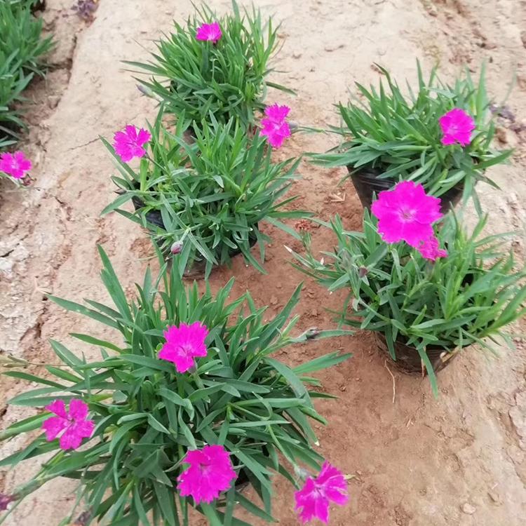 欧石竹盆栽 苏鹏花卉大量出售欧石竹 欧石竹供应商