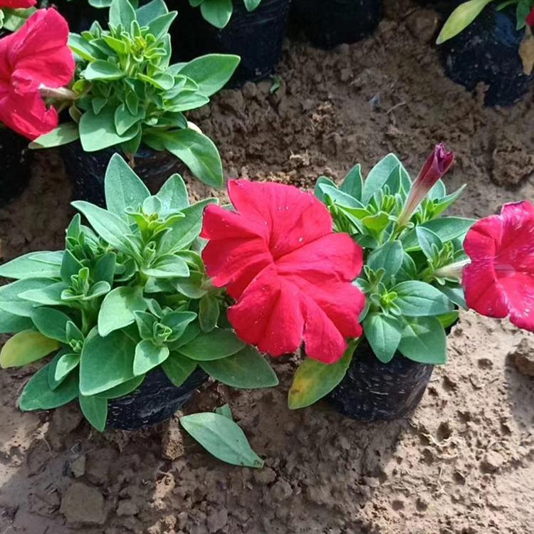 多色牵牛种植商 牵牛批发 观赏牵牛培育基地