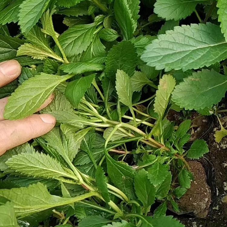 马鞭草价格 青州苏鹏花卉_马鞭草种植基地 大量现货供应