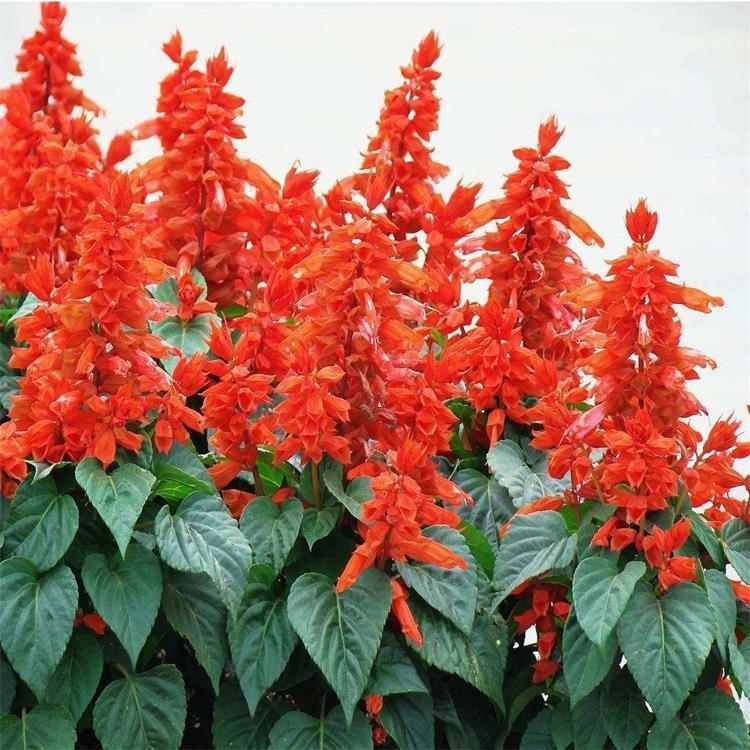 一串红批发各种时令草花 一串红上车价
